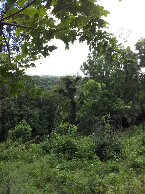 Another view from trail