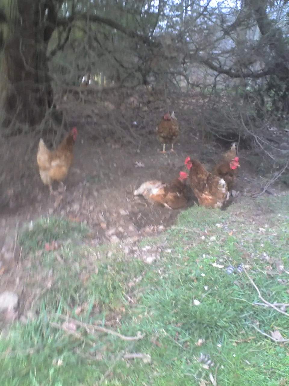 Chickens at Stoney Lane Farm