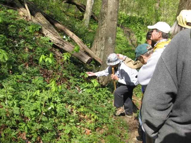Esther Allen examining trillium