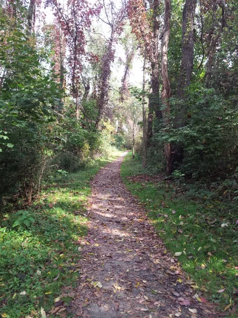 Frick Park trail with fallen leaves