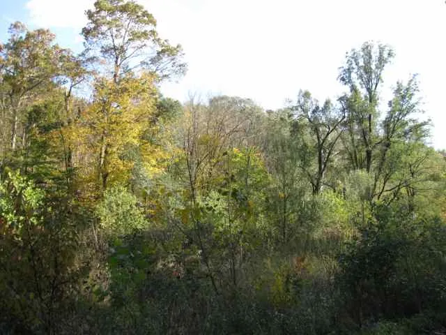 Frick Park Fern Hollow