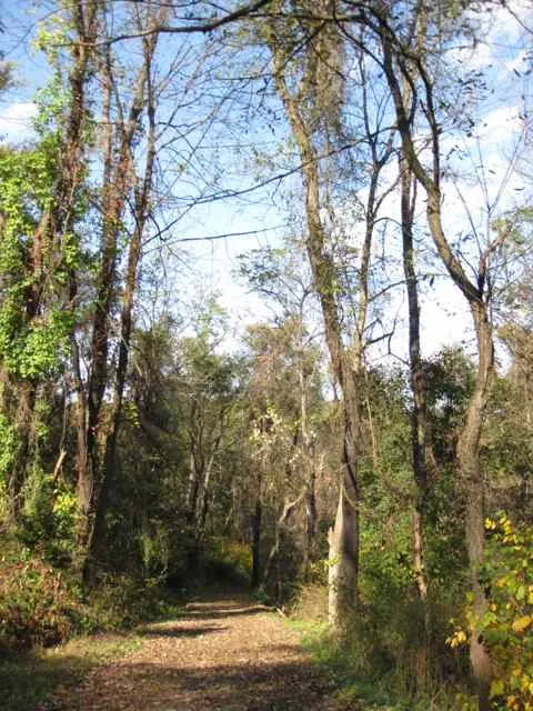 Frick Park Riverview Extension Trail descent