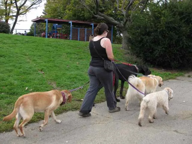 Frick Park: woman walking four dogs