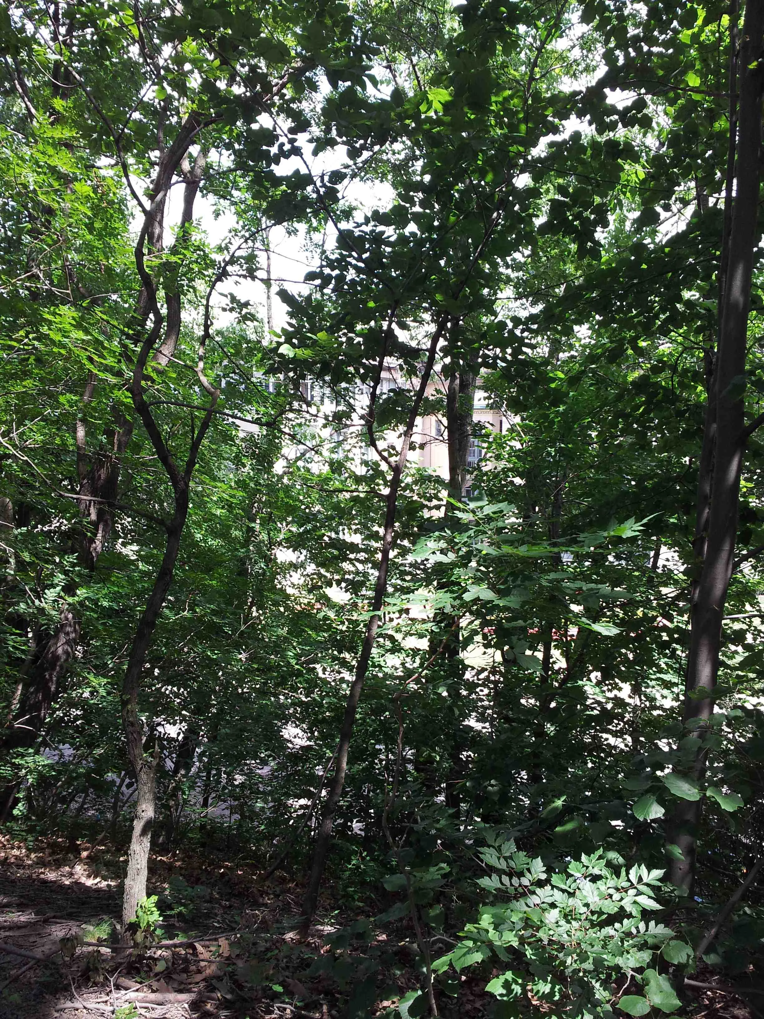 Office visible through trees