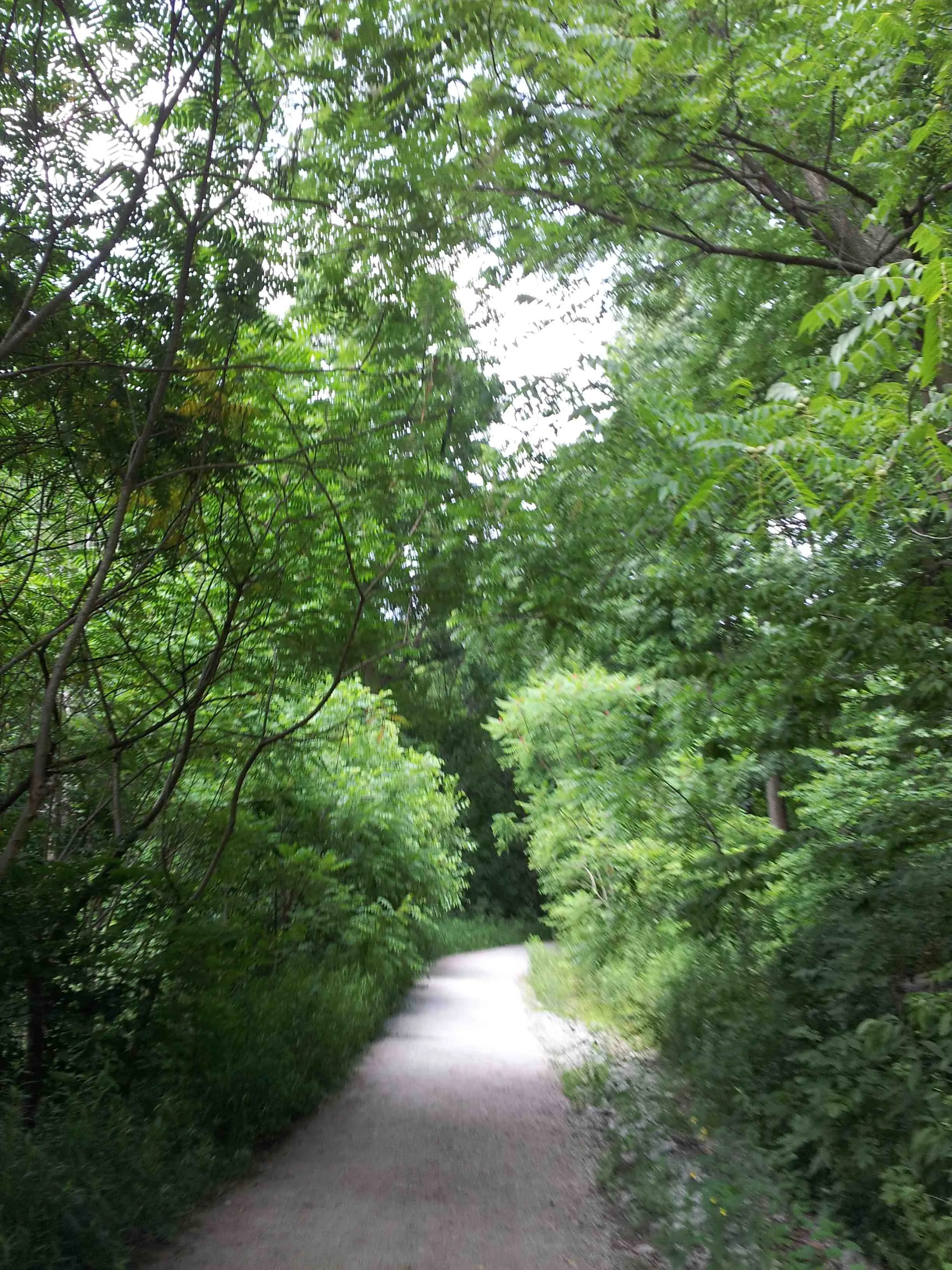 Panther Hollow Trail going downhill