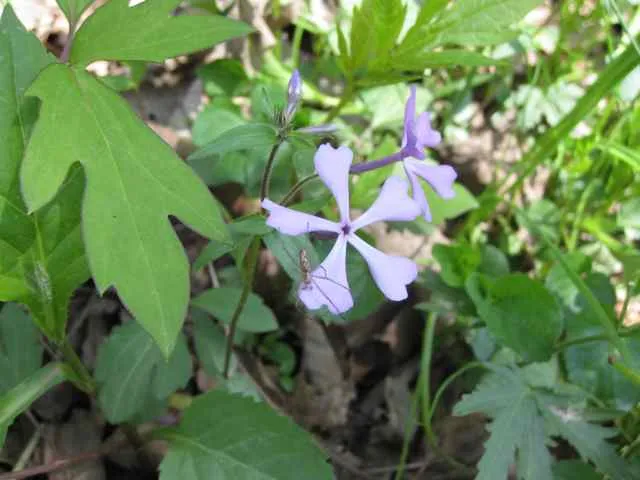 Closeup of phlox